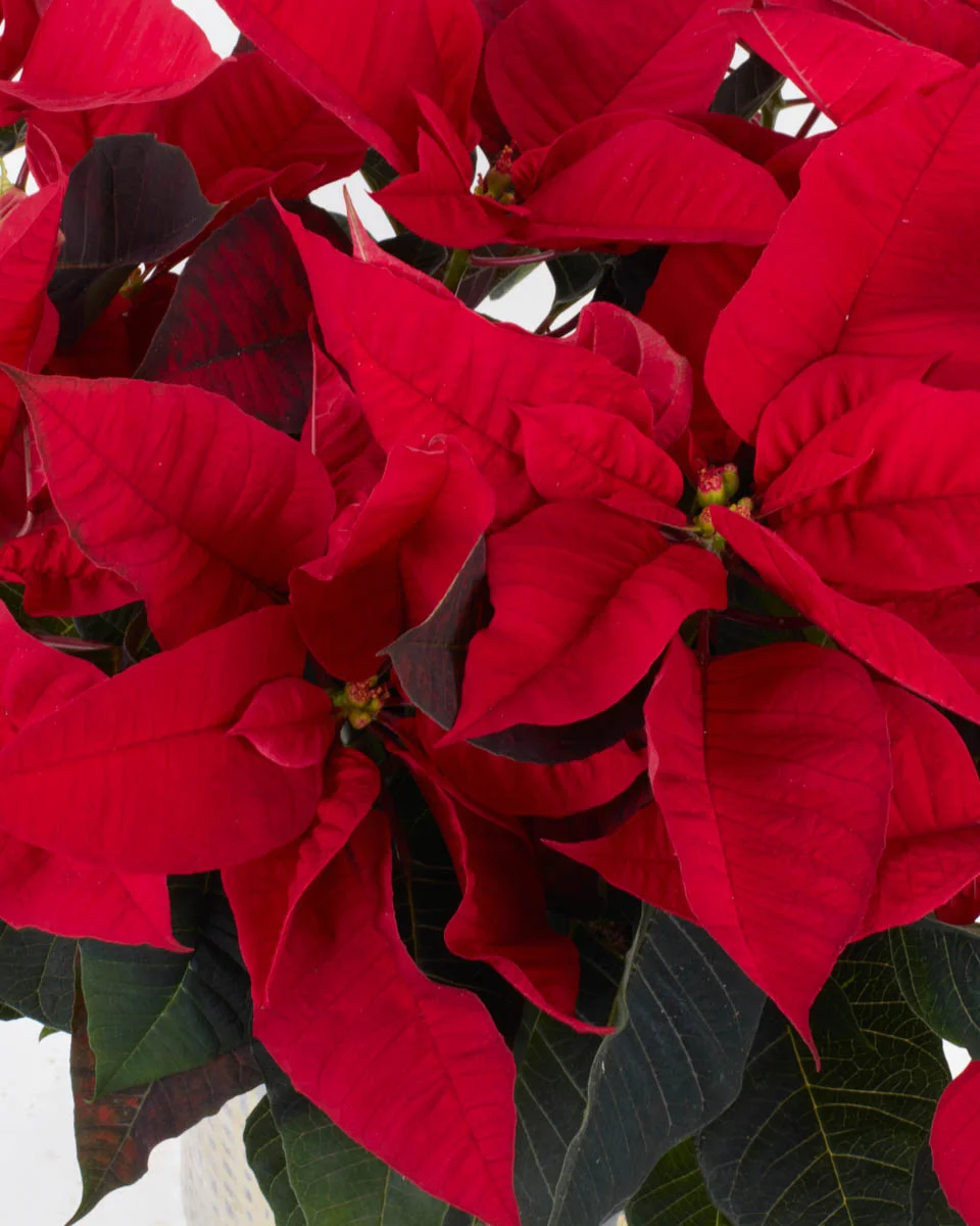 Last ChristmasNEW PRODUCT8 VASE CLOSEUP DETAILSPEONY RED WITHOUT WRAPPING 9NEW PRODUCT8 VASE CLOSEUP DETAILS 1 Last ChristmasNEW PRODUCT8 VASE CLOSEUP DETAILSPEONY RED WITHOUT WRAPPING 9NEW PRODUCT8 VASE CLOSEUP DETAILS 1