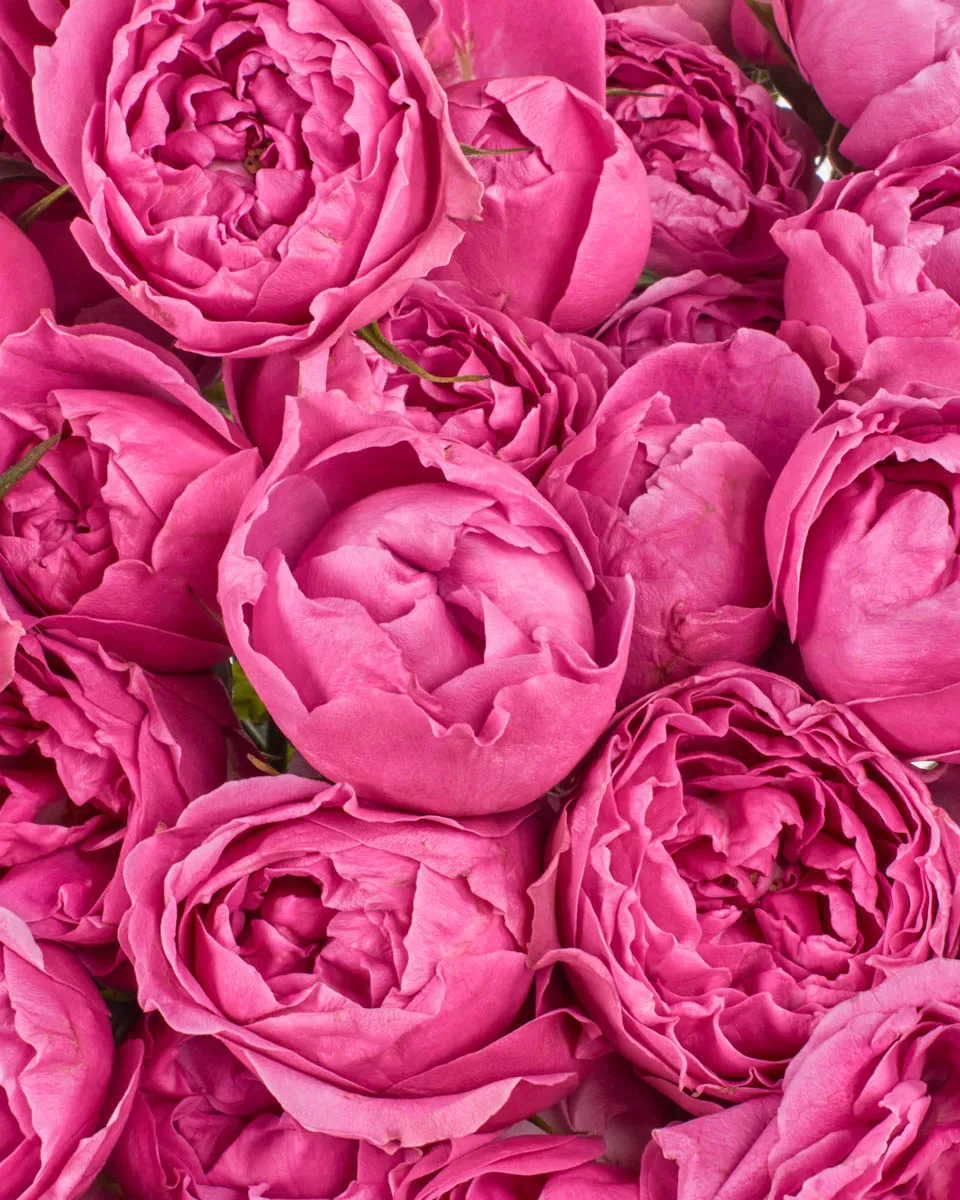 MERRY MISTY 1 JUNE 1 2023 MERRY MISTY 1 JUNE 1 2023