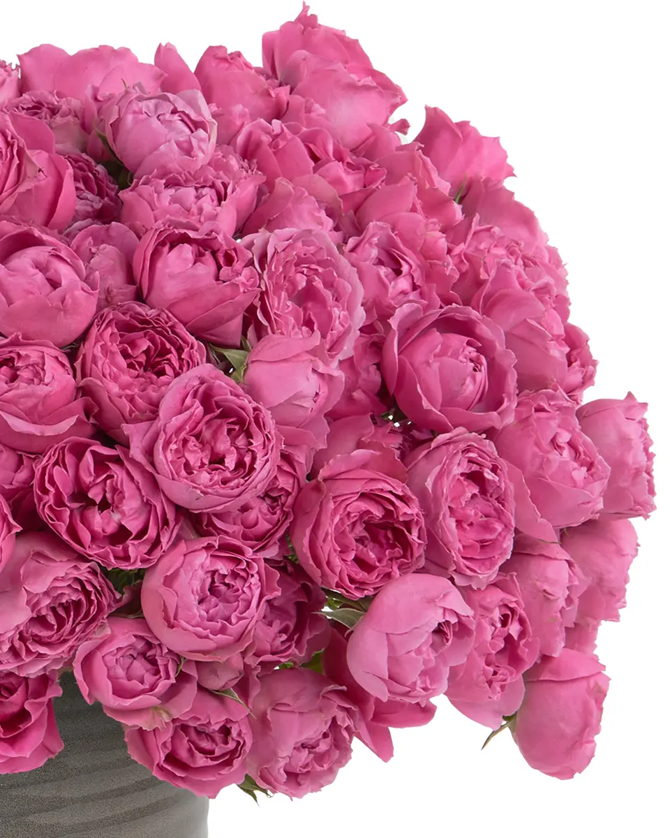 MERRY MISTY 2 July 3 2024 MERRY MISTY 2 July 3 2024