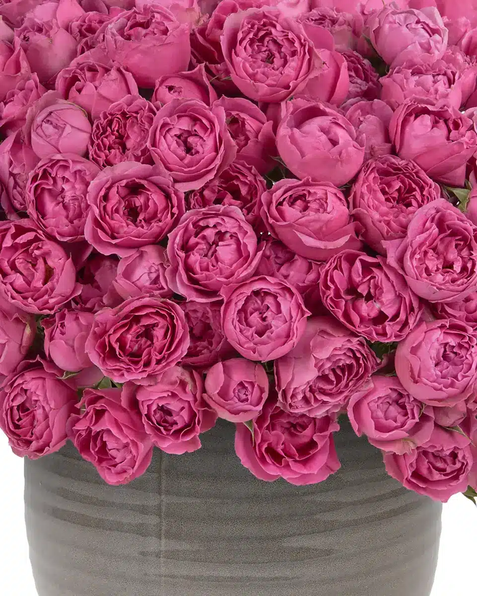 MERRY MISTY 3 July 3 2024 MERRY MISTY 3 July 3 2024