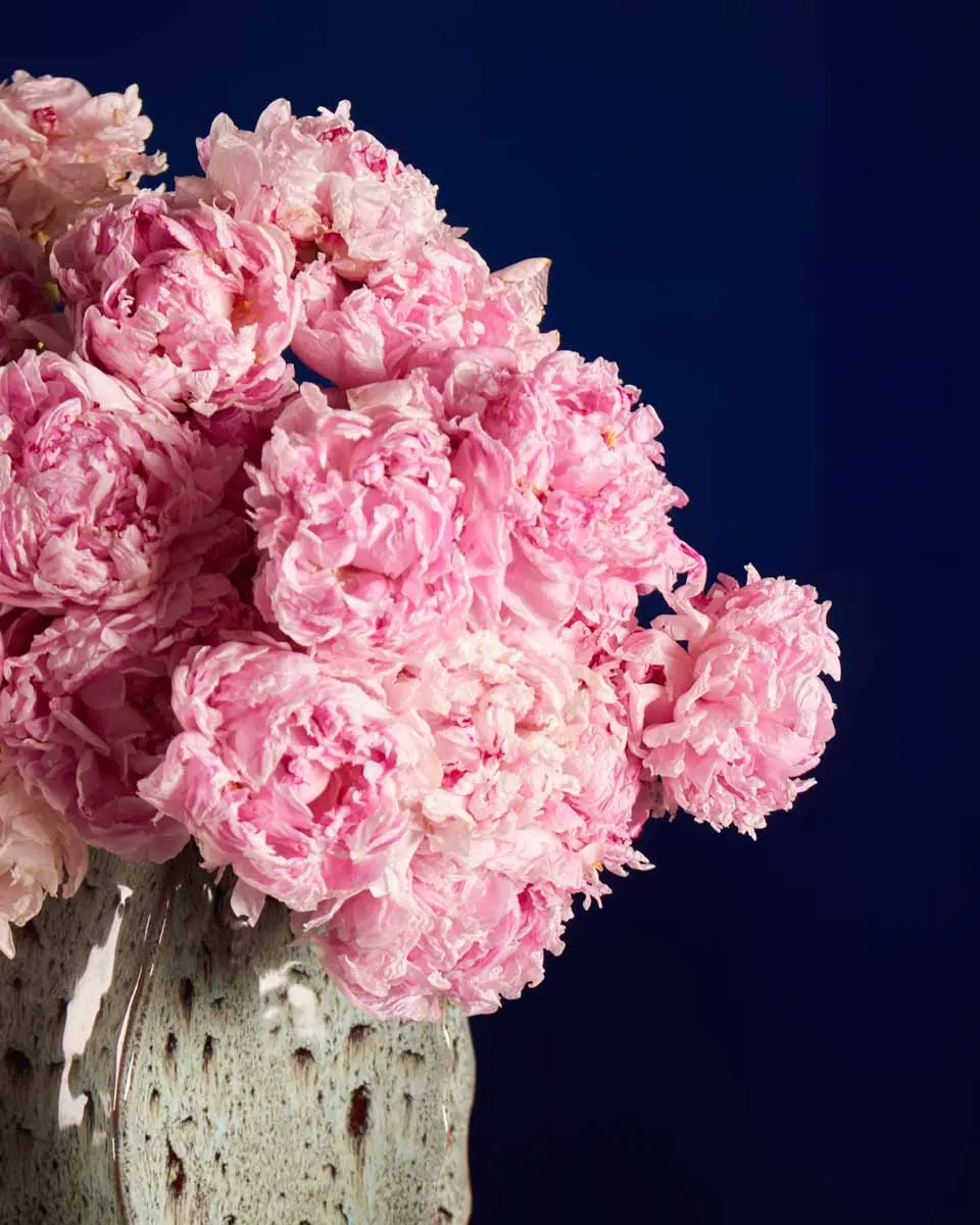 MISS SARAH 1 MISS SARAH 1