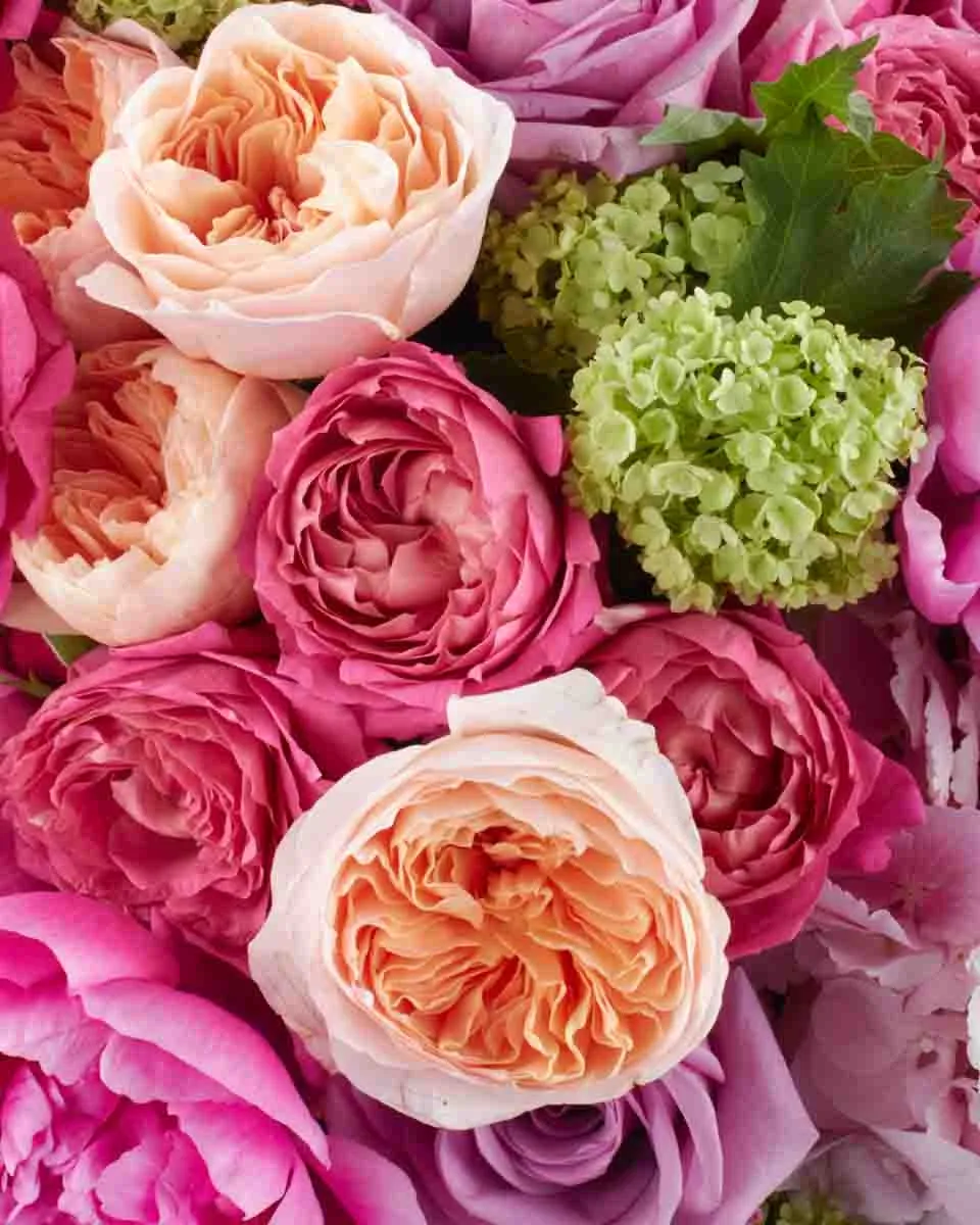 Nightingale Kisses superb JUNE 10 2023 2 Nightingale Kisses superb JUNE 10 2023 2