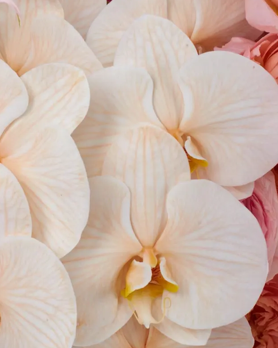 Oh So DreamyJBF VASE 3 3 1 Oh So DreamyJBF VASE 3 3 1