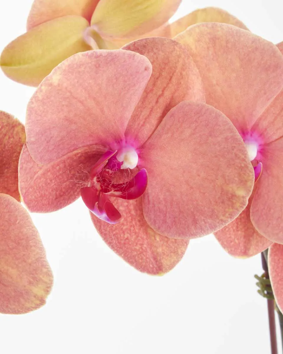 Orange Orchid on Nude Pot JUNE 15 2023 3 Orange Orchid on Nude Pot JUNE 15 2023 3