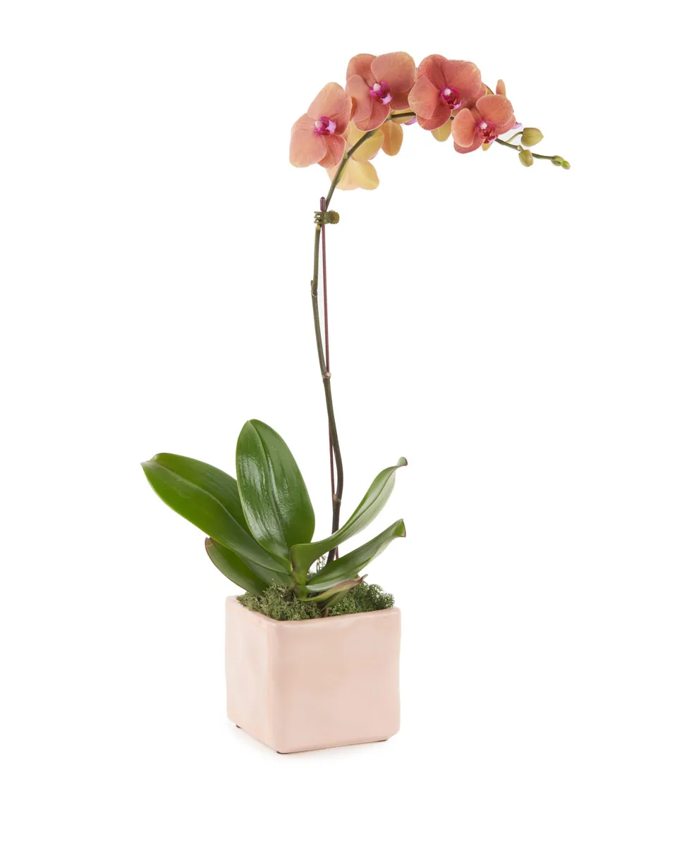 Orange Orchid on Nude Pot JUNE 15 2023 Orange Orchid on Nude Pot JUNE 15 2023