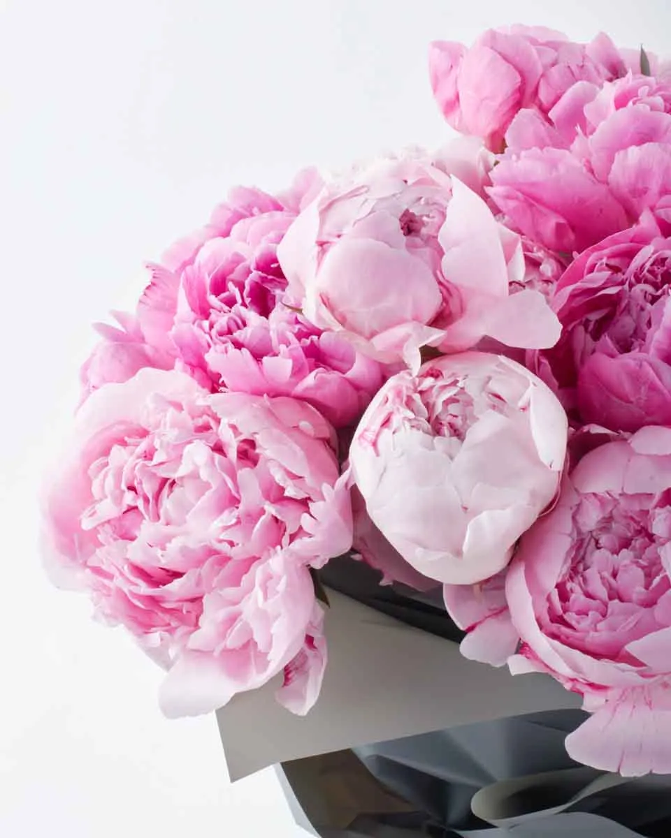 PEONY LOVER SUPERB JUNE 9 2023 1 PEONY LOVER SUPERB JUNE 9 2023 1