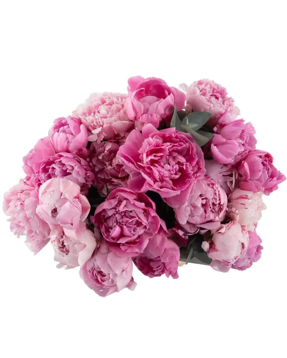 PEONY LOVER SUPERB JUNE 9 2023 top PEONY LOVER SUPERB JUNE 9 2023 top