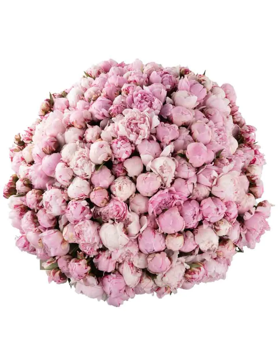 PEONY OVERLOAD 250 JUNE 6 2023 21PEONY OVERLOAD 250 JUNE 6 2023 21 PEONY OVERLOAD 250 JUNE 6 2023 21PEONY OVERLOAD 250 JUNE 6 2023 21