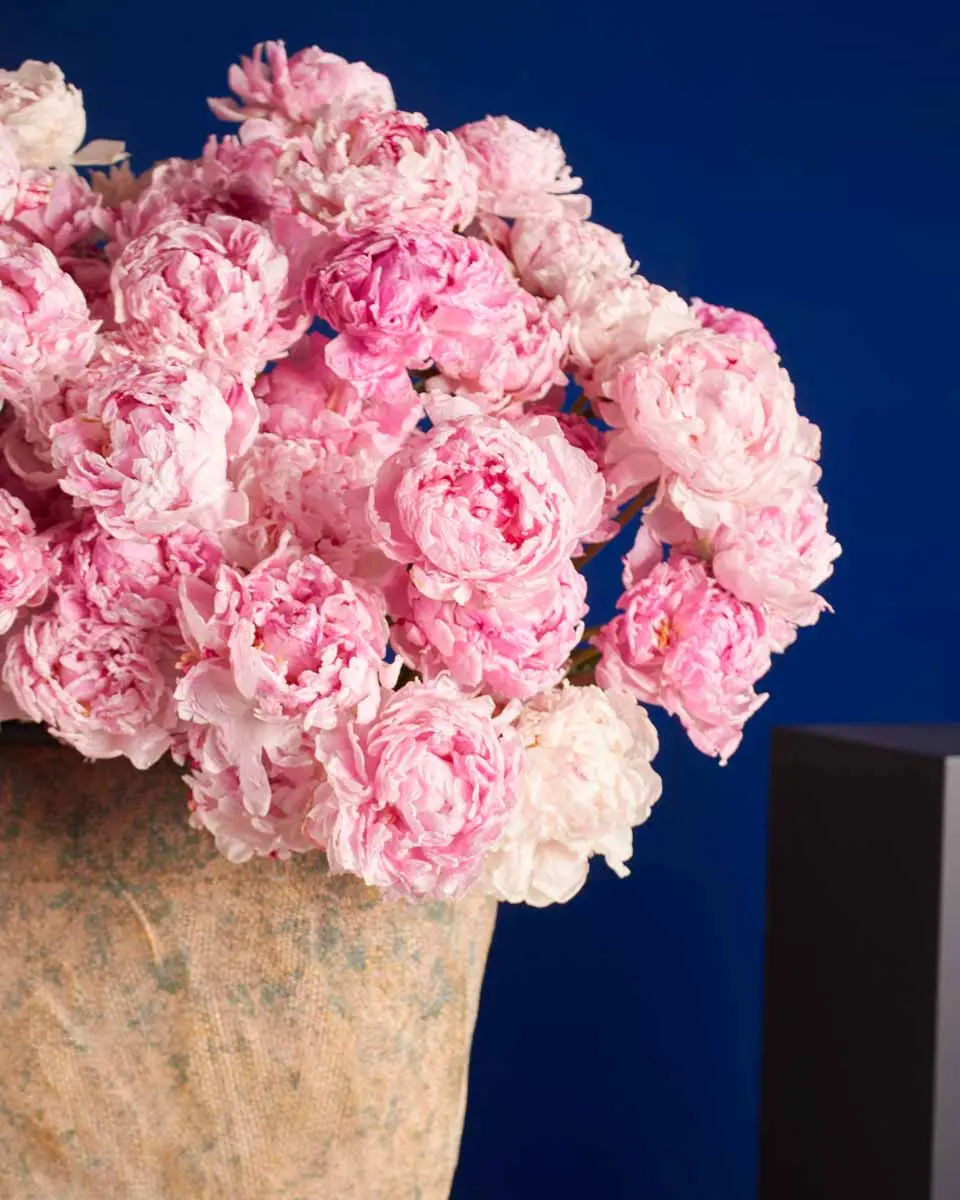 PEONY PERFECTION 2 PEONY PERFECTION 2