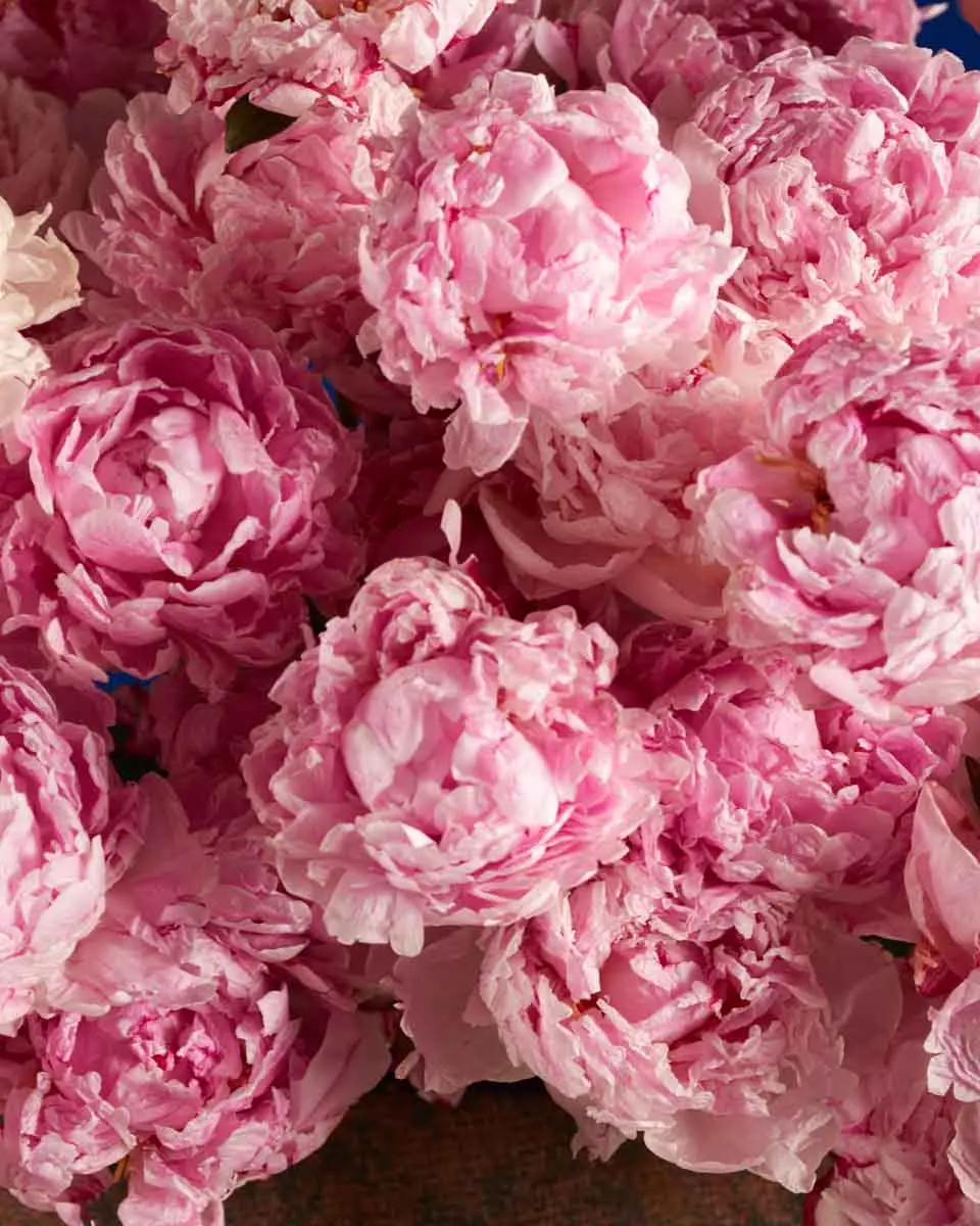 PEONY PERFECTION 3 PEONY PERFECTION 3