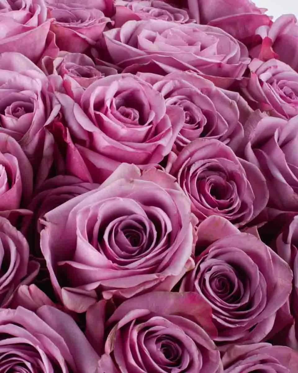 PURPLE KISSES SUPERB JUNE 9, 2023 2 PURPLE KISSES SUPERB JUNE 9, 2023 2