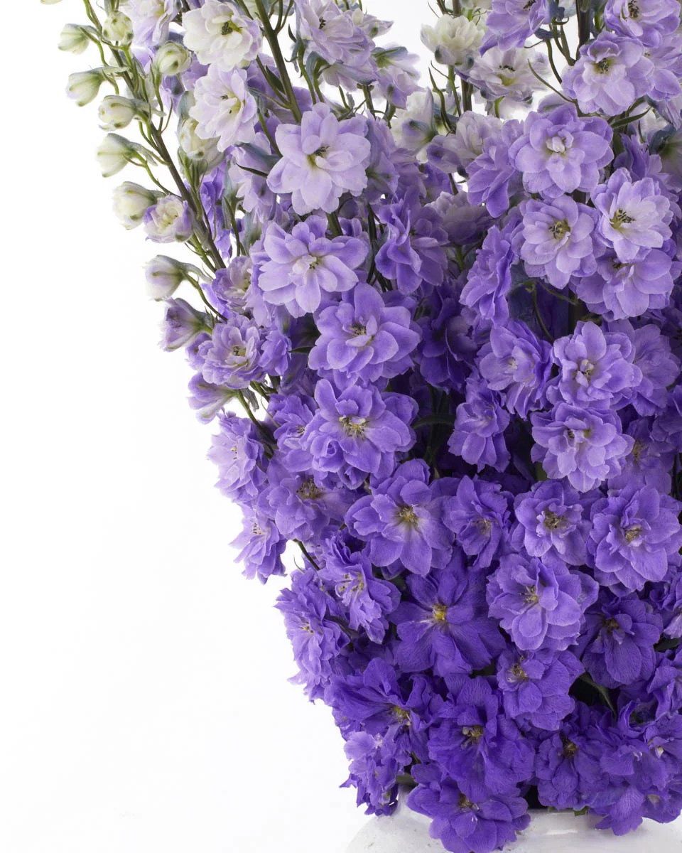 PURPLE LOVER JUNE 2, 2023 1 PURPLE LOVER JUNE 2, 2023 1