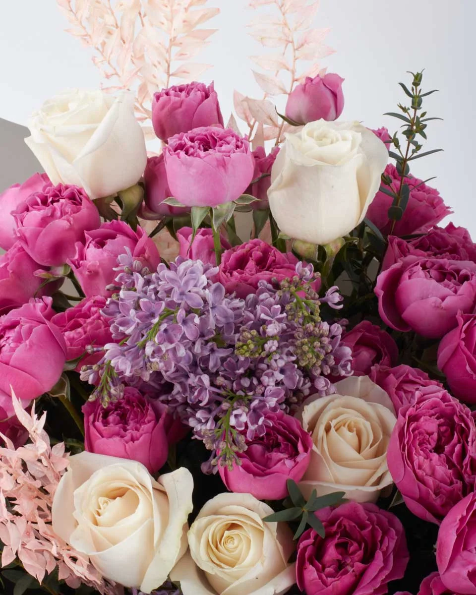 PURPLE WISH IMPRESSIVE 3 PURPLE WISH IMPRESSIVE 3