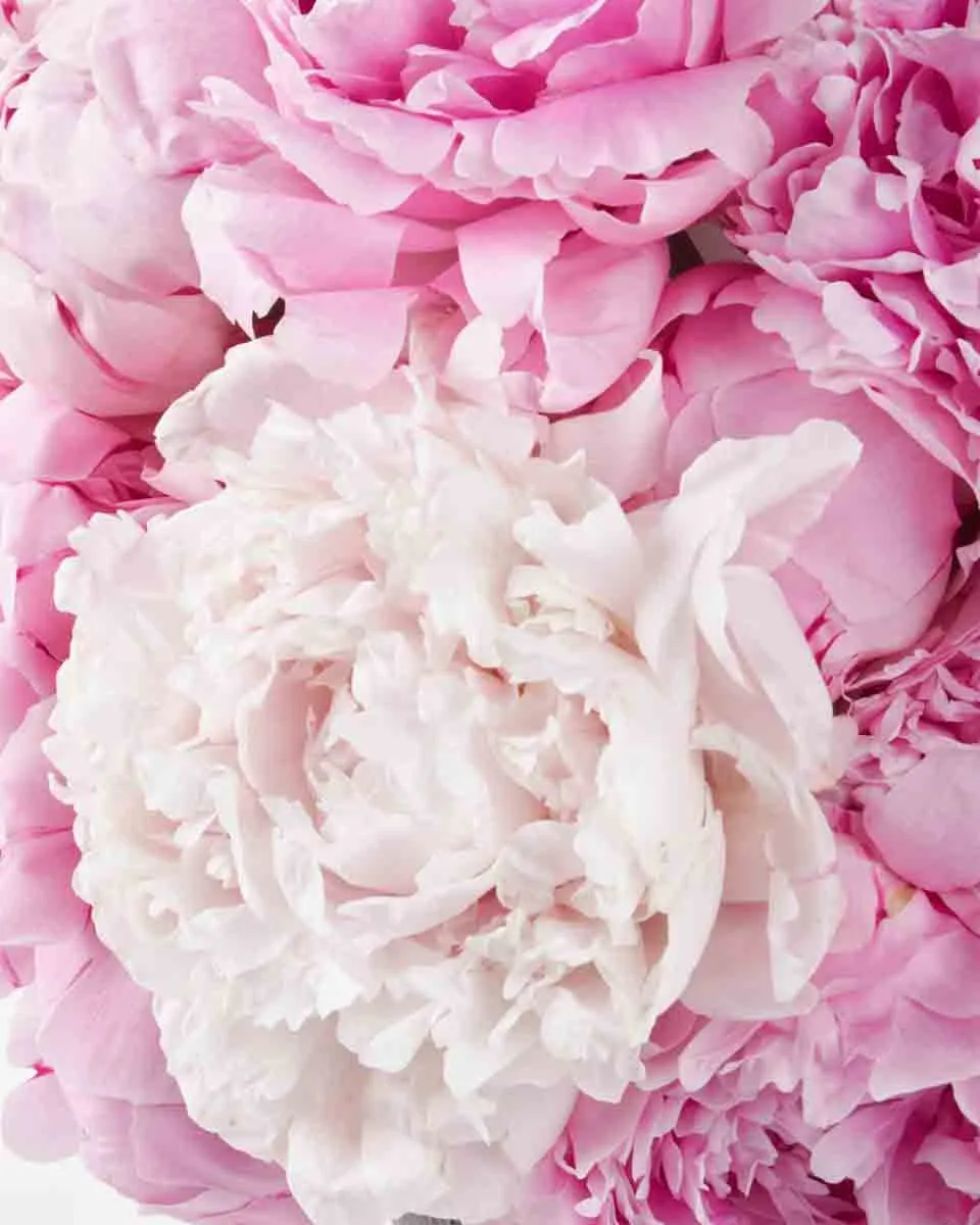 Peonies For You green vase JUNE 14 2023 2 Peonies For You green vase JUNE 14 2023 2