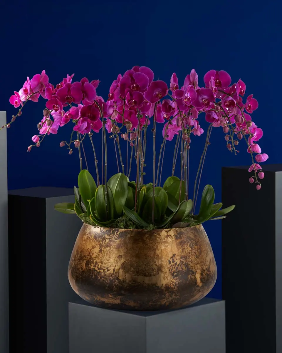 Purple Beauty Grand Purple Beauty Grand