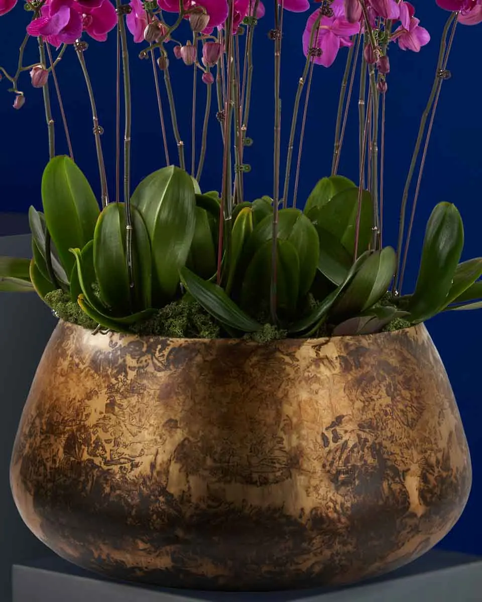 Purple Beauty Grand details copy.jpg2 Purple Beauty Grand details copy.jpg2