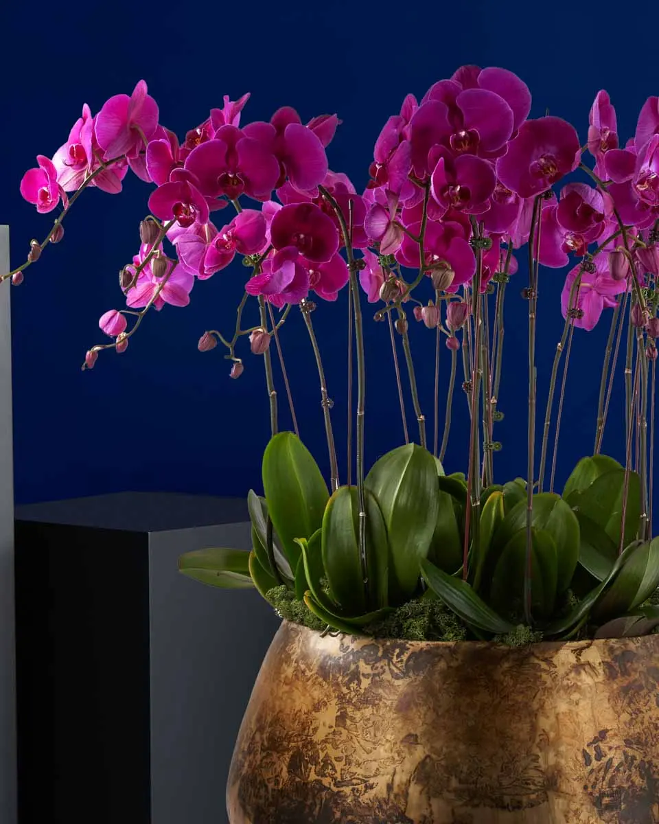 Purple Beauty Grand details copy.jpg3 Purple Beauty Grand details copy.jpg3