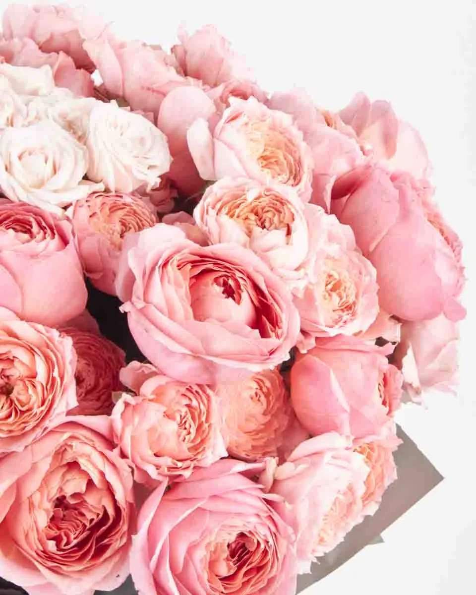 Rose Galore grand JUNE 12 2023 1 Rose Galore grand JUNE 12 2023 1