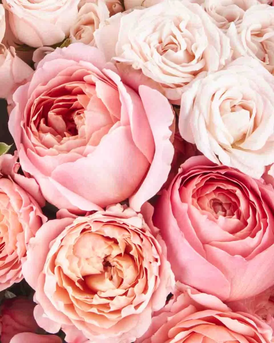 Rose Galore grand JUNE 12 2023 2 Rose Galore grand JUNE 12 2023 2