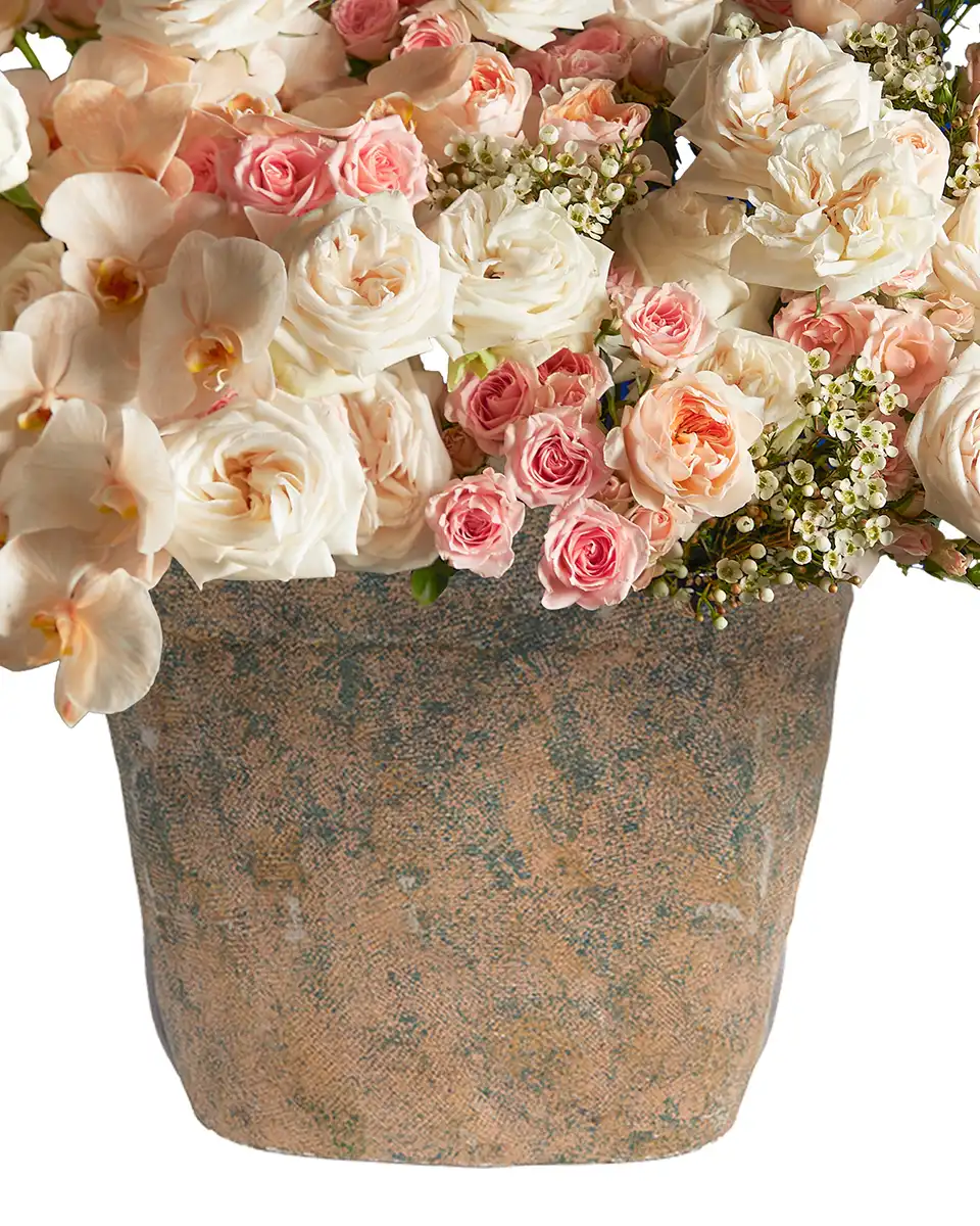 Roya Peach 2026 Details 2 Roya Peach 2026 Details 2