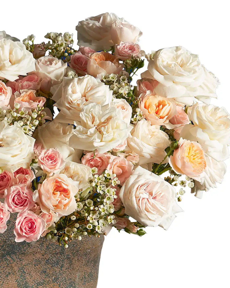 Roya Peach 2026 Details Roya Peach 2026 Details