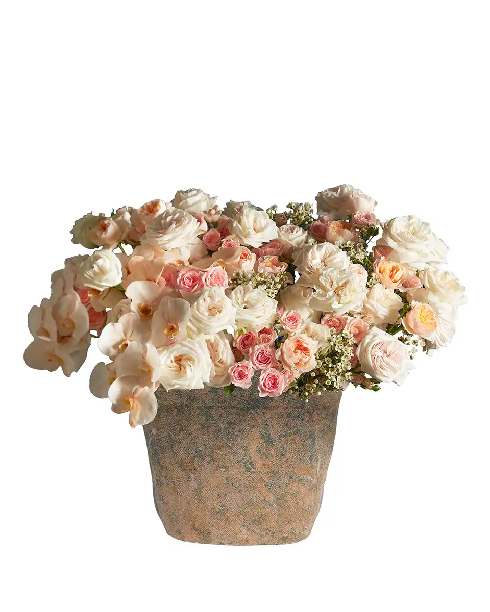 Roya Peach 2026 Roya Peach 2026