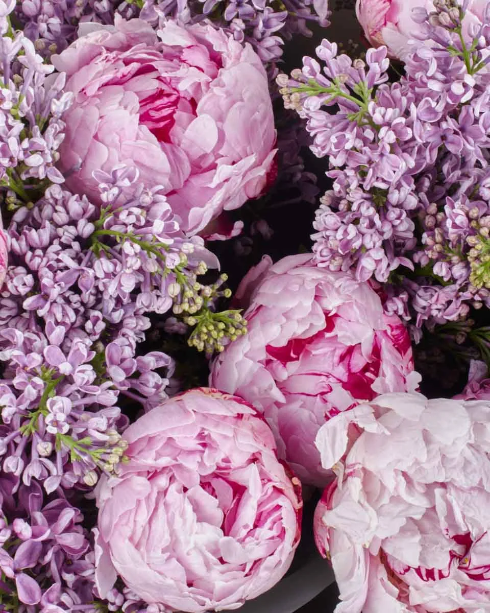 SPRING FLING 2 SPRING FLING 2