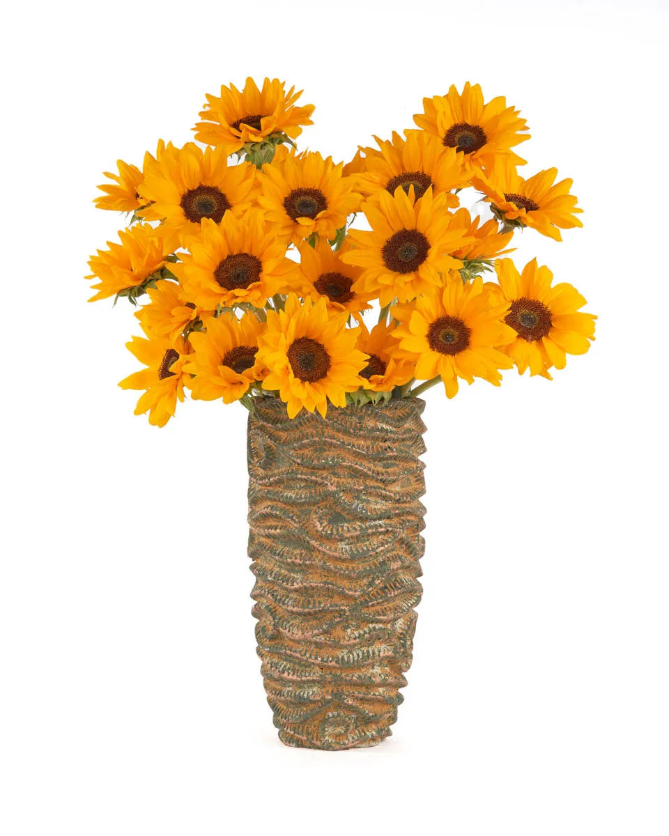 SUNFLOWER BABY JUNE 2 2023 21 SUNFLOWER BABY JUNE 2 2023 21