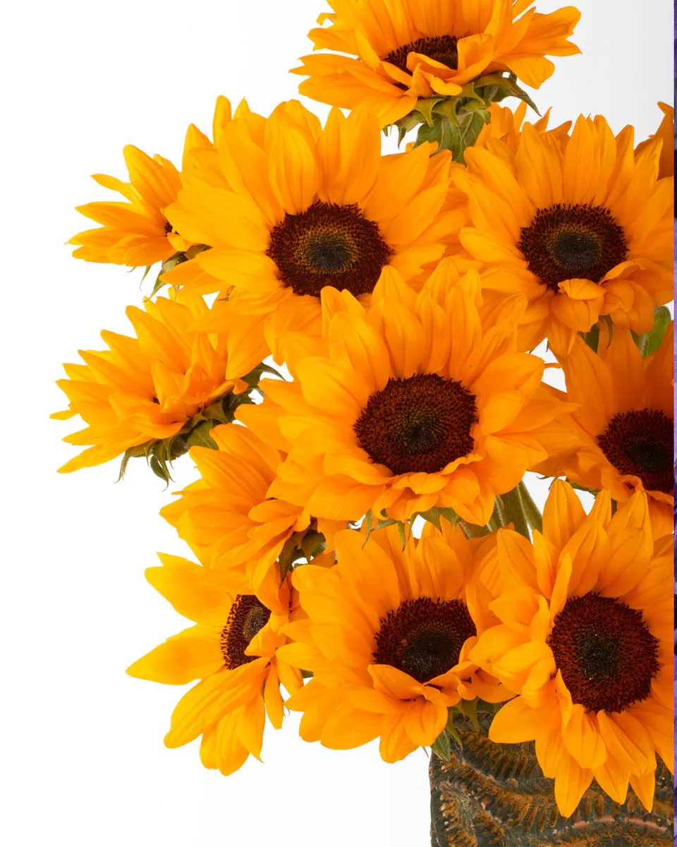 SUNFLOWER BABY JUNE 2 2023 1 SUNFLOWER BABY JUNE 2 2023 1