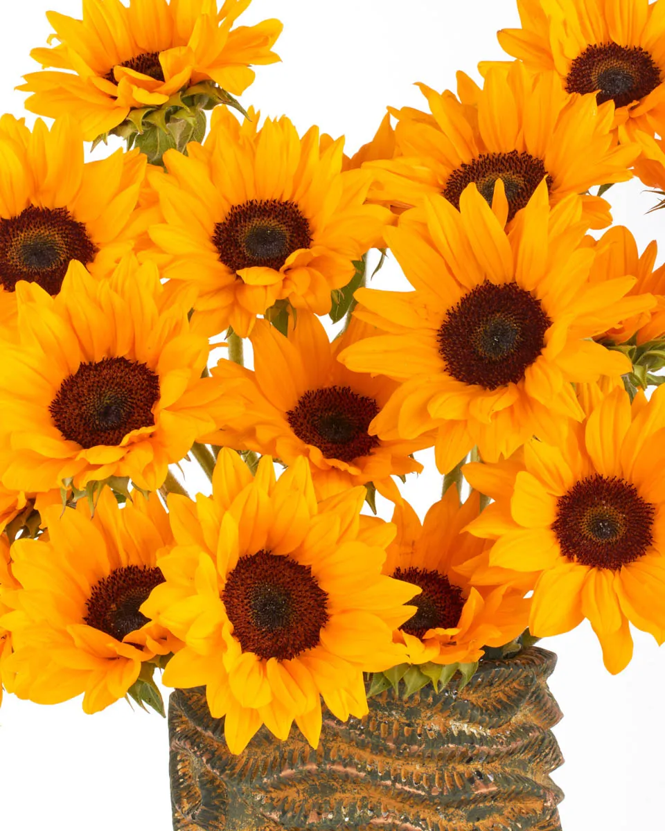 SUNFLOWER BABY JUNE 2 2023 2 SUNFLOWER BABY JUNE 2 2023 2