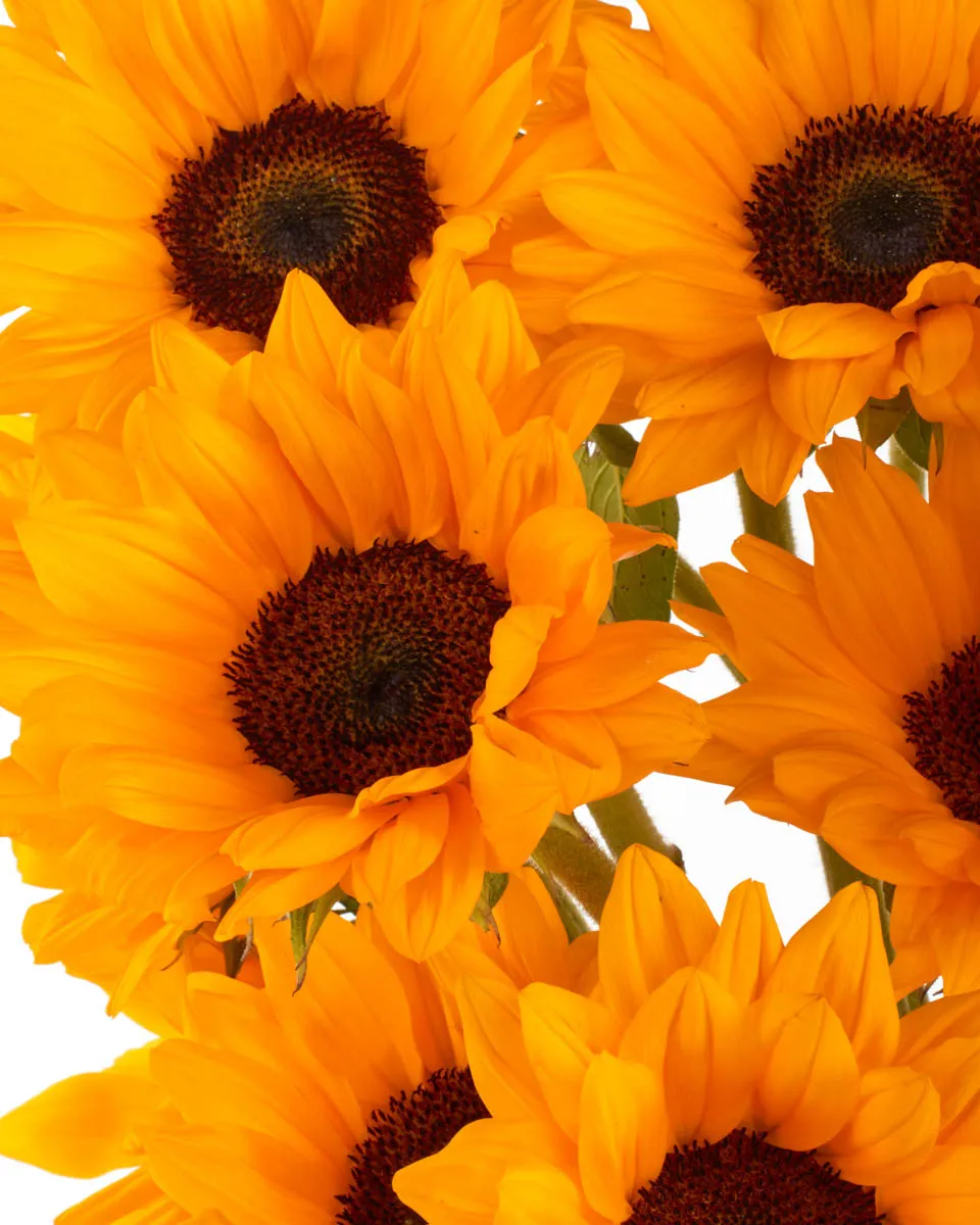 SUNFLOWER BABY JUNE 2 2023 4 SUNFLOWER BABY JUNE 2 2023 4