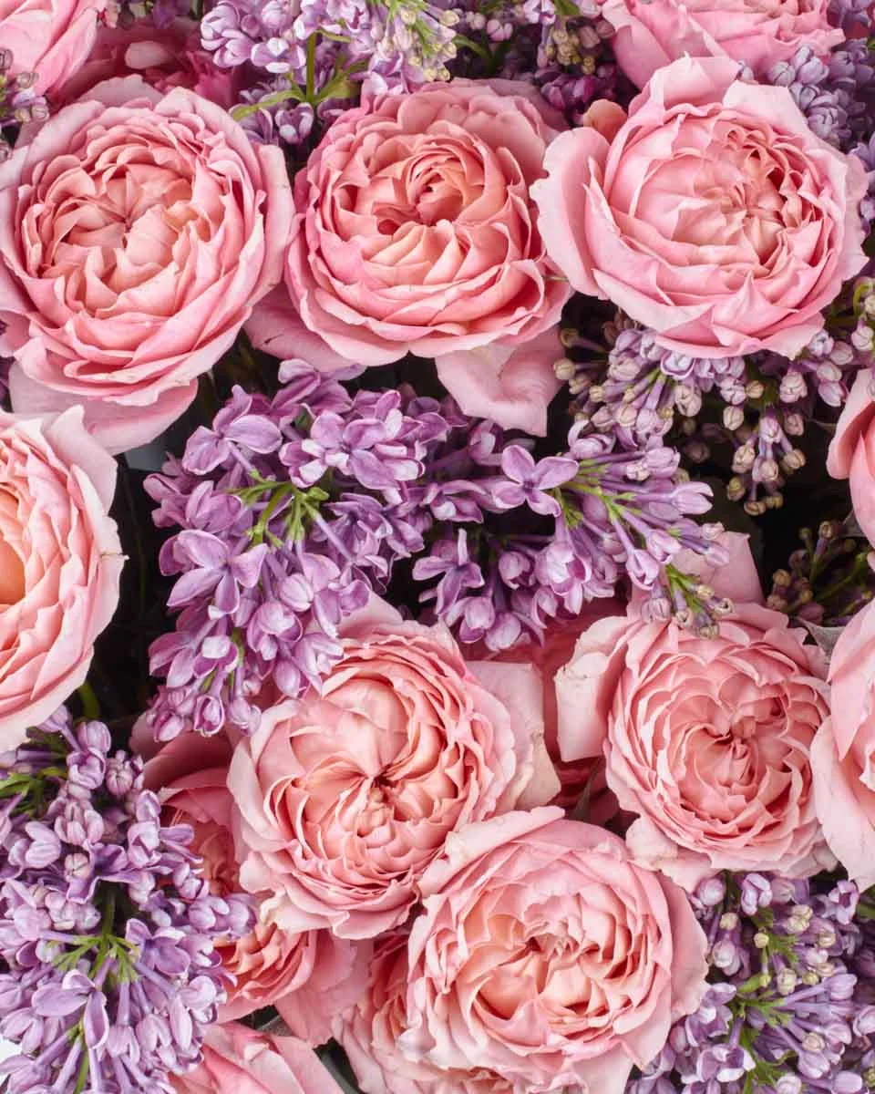 SYRINGA SALMON 12 SYRINGA SALMON 12