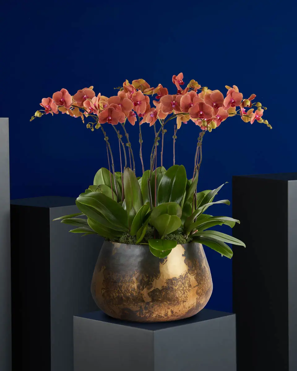 Striking Tangerine medium Striking Tangerine medium