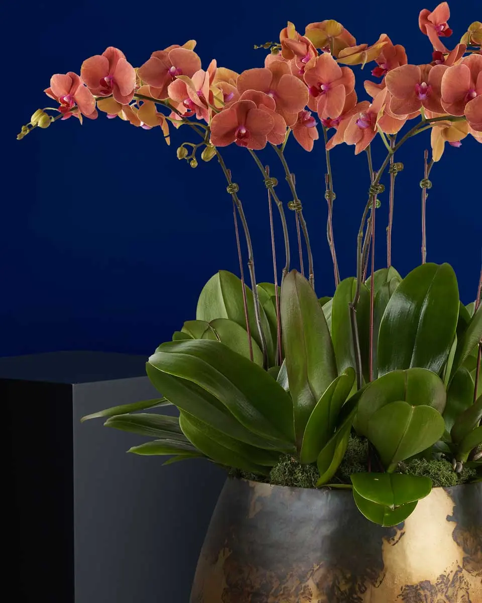 Striking Tangerine medium Details Striking Tangerine medium Details