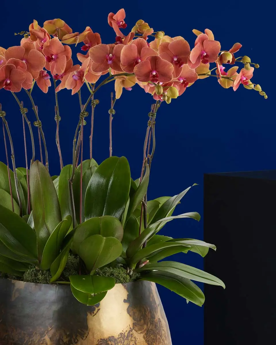 Striking Tangerine medium Details2 Striking Tangerine medium Details2