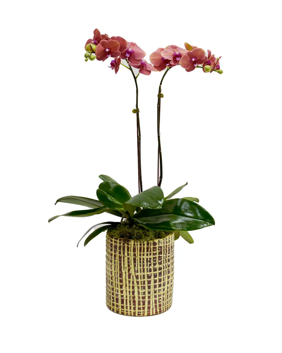 Summer Sunset 2025 Summer Sunset 2025