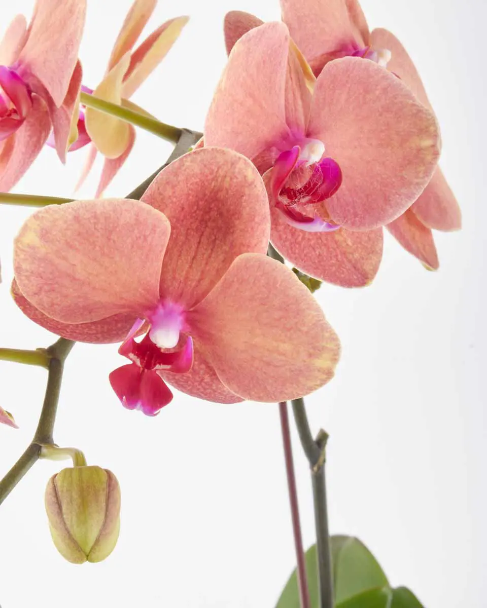 Summer Sunset Jan 2025 Summer Sunset Jan 2025