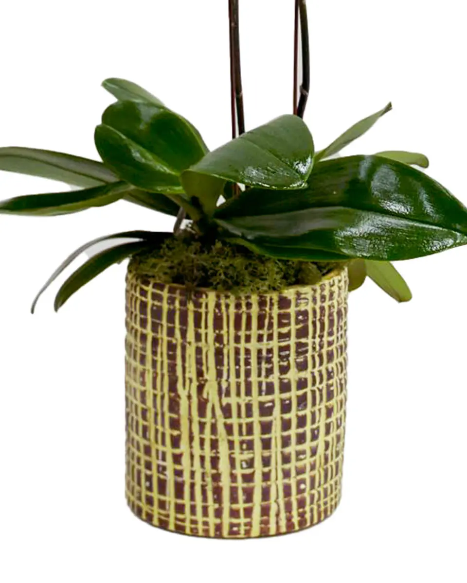 Summer Sunset Summer Sunset Jan 2025 2 Summer Sunset Summer Sunset Jan 2025 2