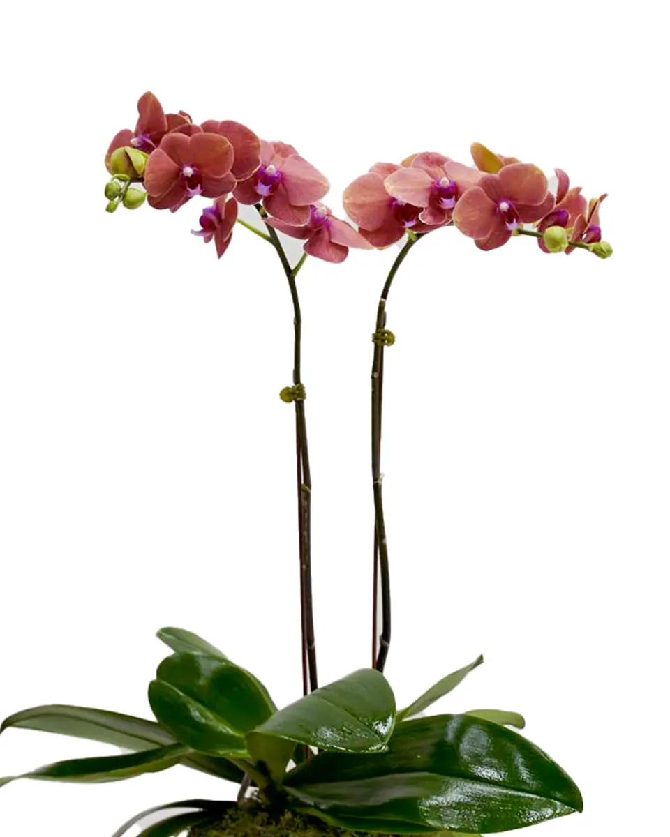 Summer Sunset Summer Sunset Jan 2025 3 Summer Sunset Summer Sunset Jan 2025 3