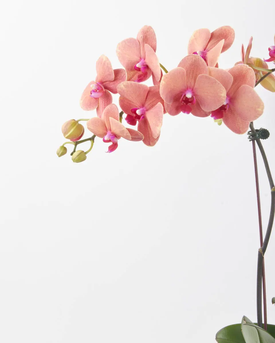 Tangerine on Gold JUNE 17, 2023 32 Tangerine on Gold JUNE 17, 2023 32