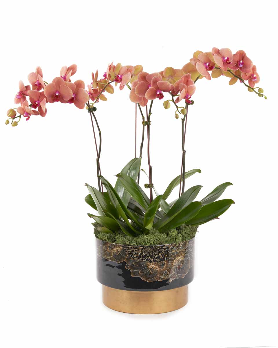 Tangerine on Gold JUNE 17, 2023 Tangerine on Gold JUNE 17, 2023