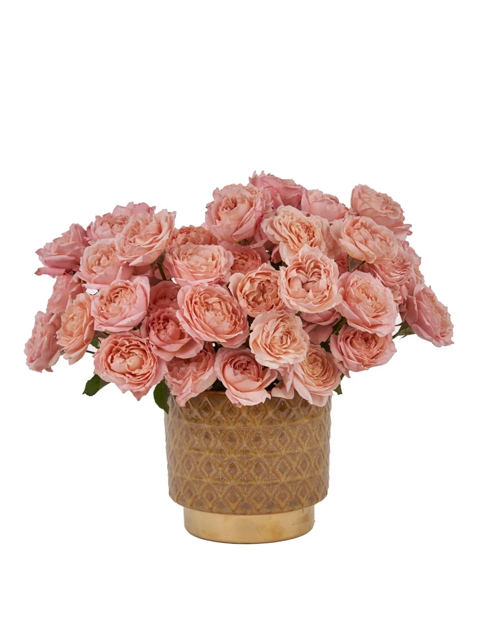 Warm Embrace copy Warm Embrace copy