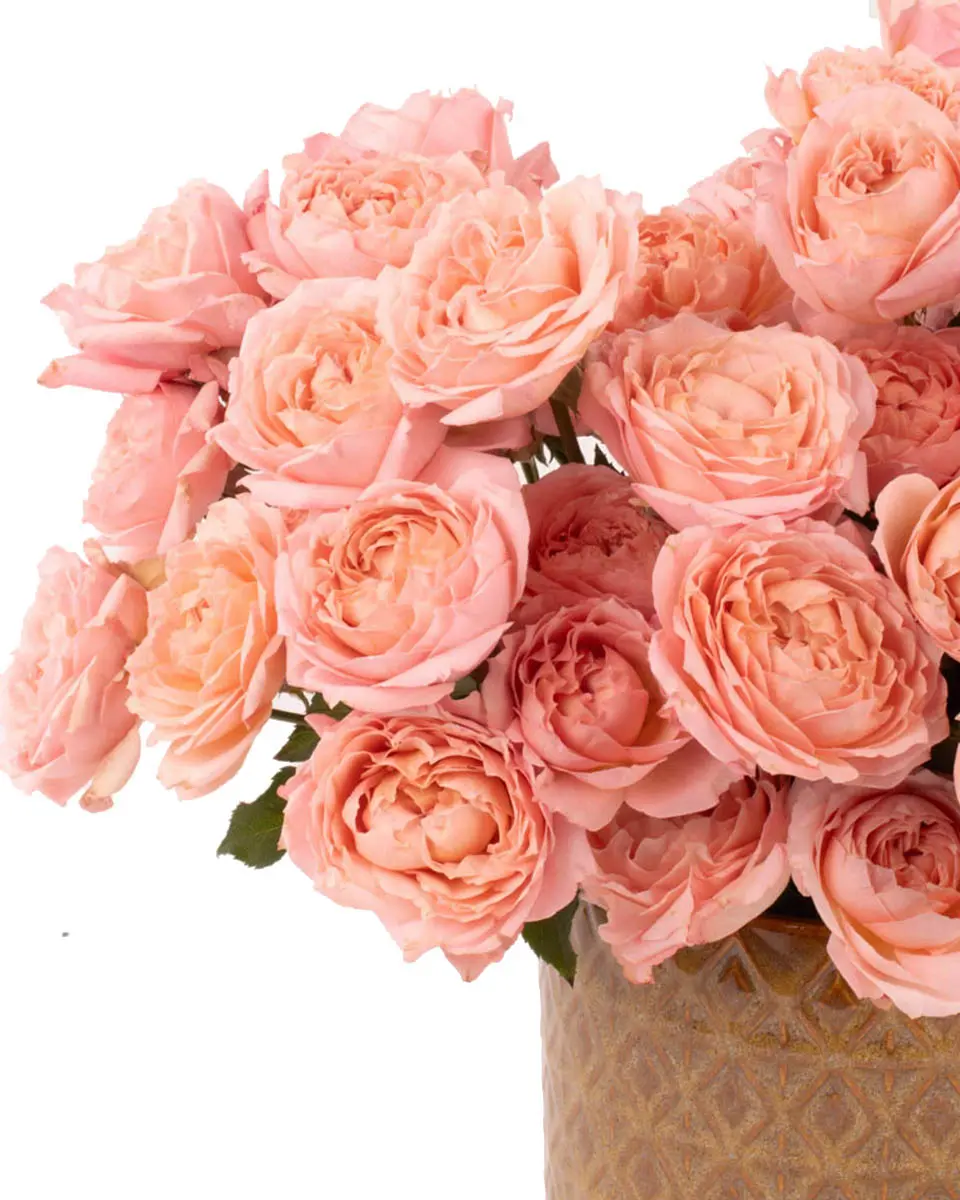 Warm EmbraceIMG 1908 1 Warm EmbraceIMG 1908 1