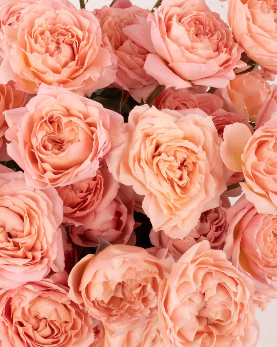 Warm EmbraceIMG 1910 copy Warm EmbraceIMG 1910 copy