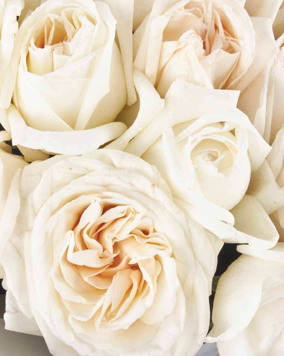 White O hara superb JUNE 12, 2023 2 White O hara superb JUNE 12, 2023 2