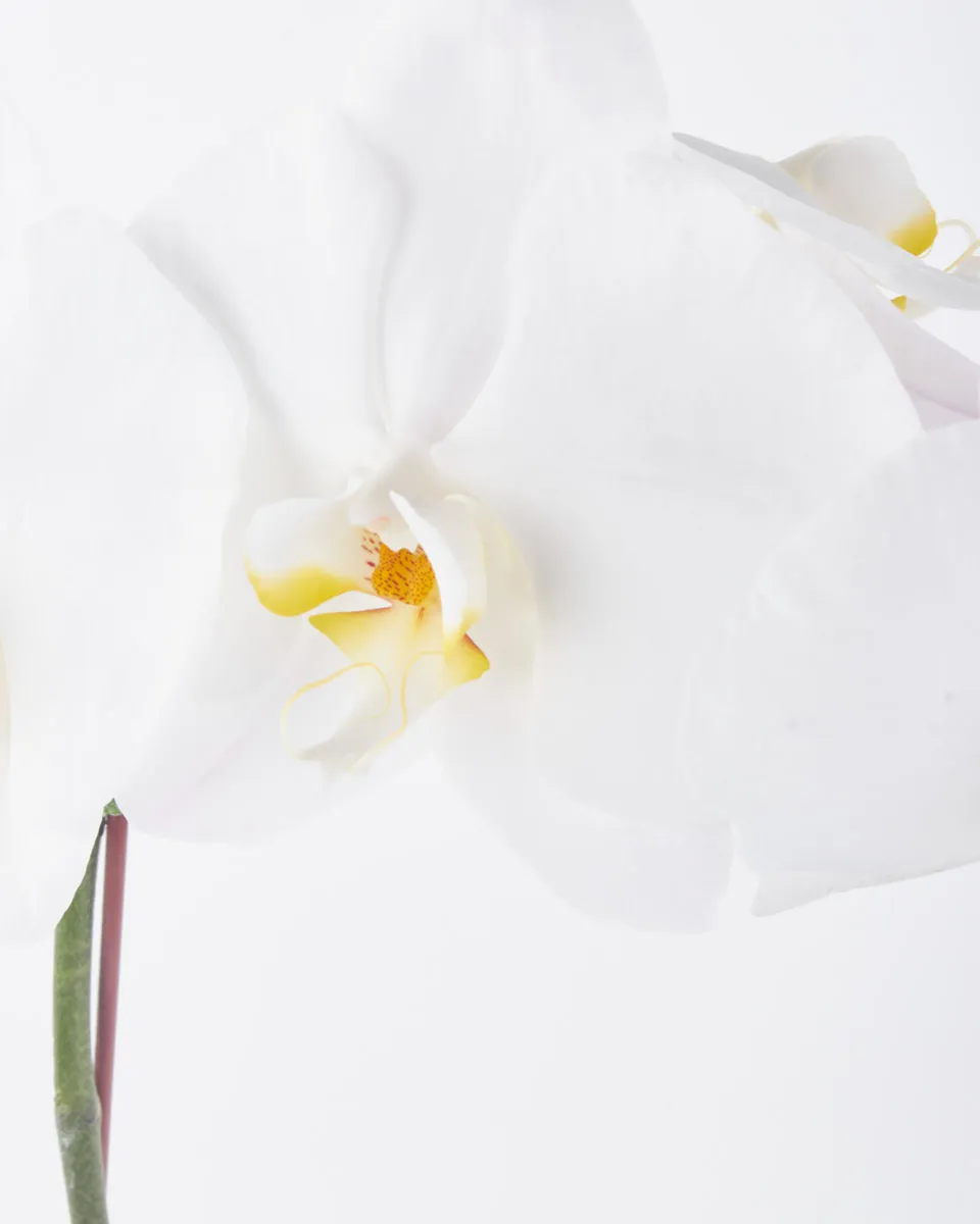 White Sensation JUNE 19 2023 2 White Sensation JUNE 19 2023 2