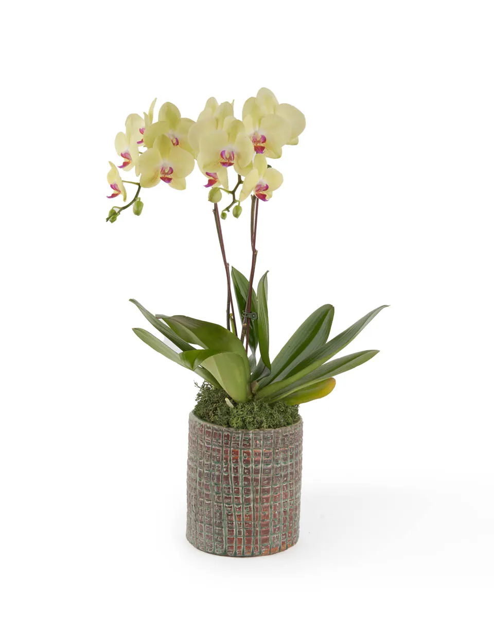 Yellow Glazed JUNE 16 2023 3 Yellow Glazed JUNE 16 2023 3