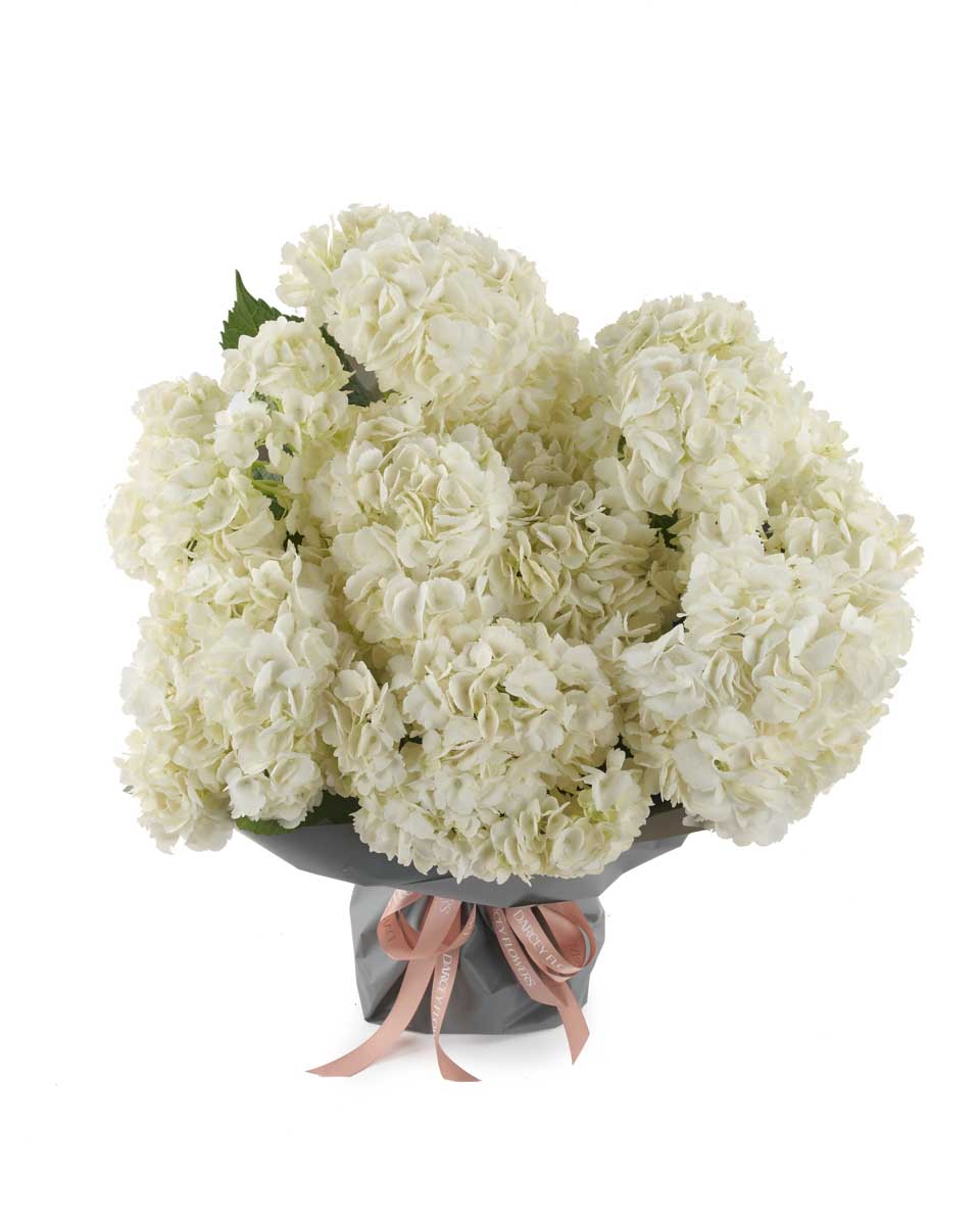 ivory dreams impressive ivory dreams impressive