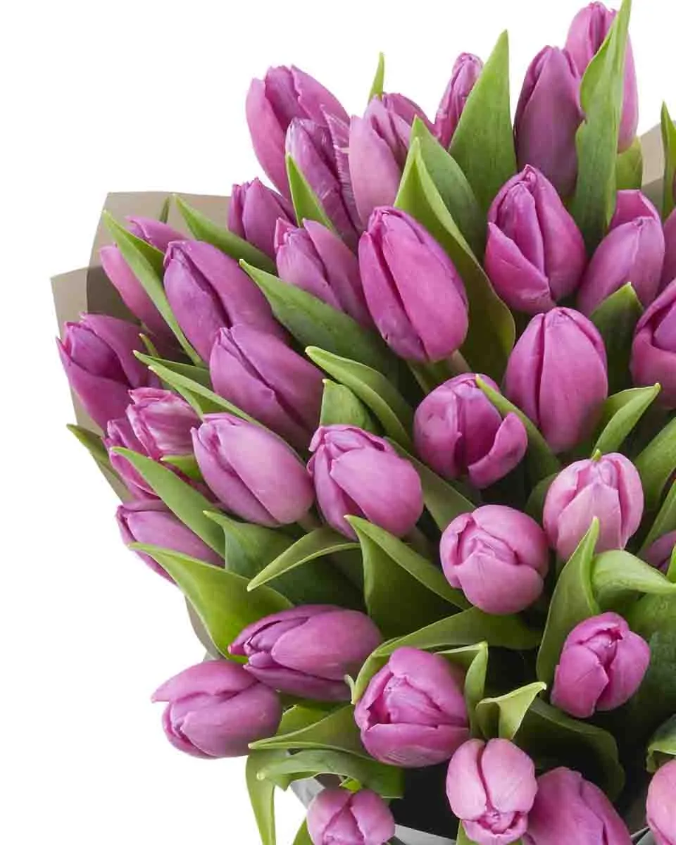 tulip wonder detailed 1 tulip wonder detailed 1