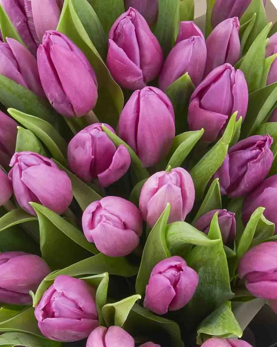 tulip wonder detailed 2 tulip wonder detailed 2